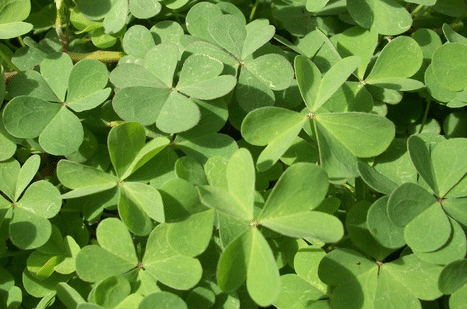 雯心草，由三片葉子組成，寓意愛(ài)情