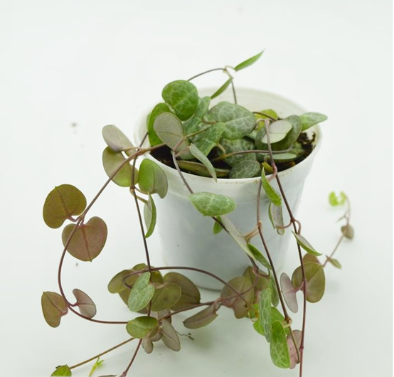 愛(ài)之蔓怎么澆水，愛(ài)之蔓如何重新移栽?