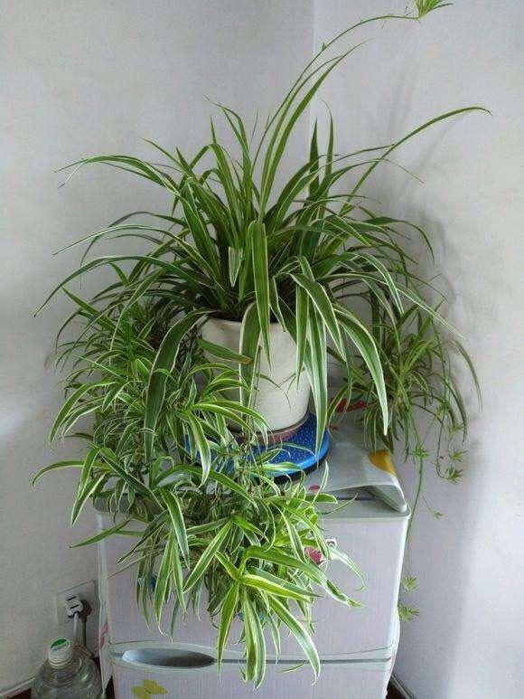 吊蘭冬天怎么過(guò)冬，金邊吊蘭冬天會(huì )凍死嗎?