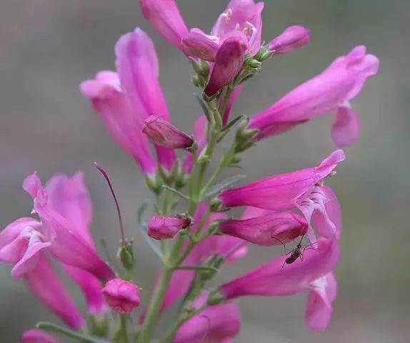 釣鐘柳的繁殖方法詳解，釣鐘柳圖片?