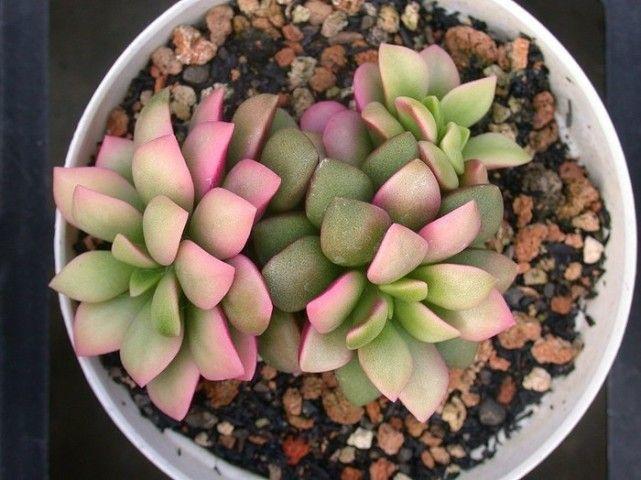 春夢(mèng)殿錦徒長(cháng)了怎么辦，春夢(mèng)殿錦葉片發(fā)軟?