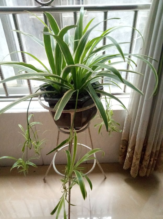 吊蘭冬天怎么過(guò)冬，冬天凍不死的吊蘭?