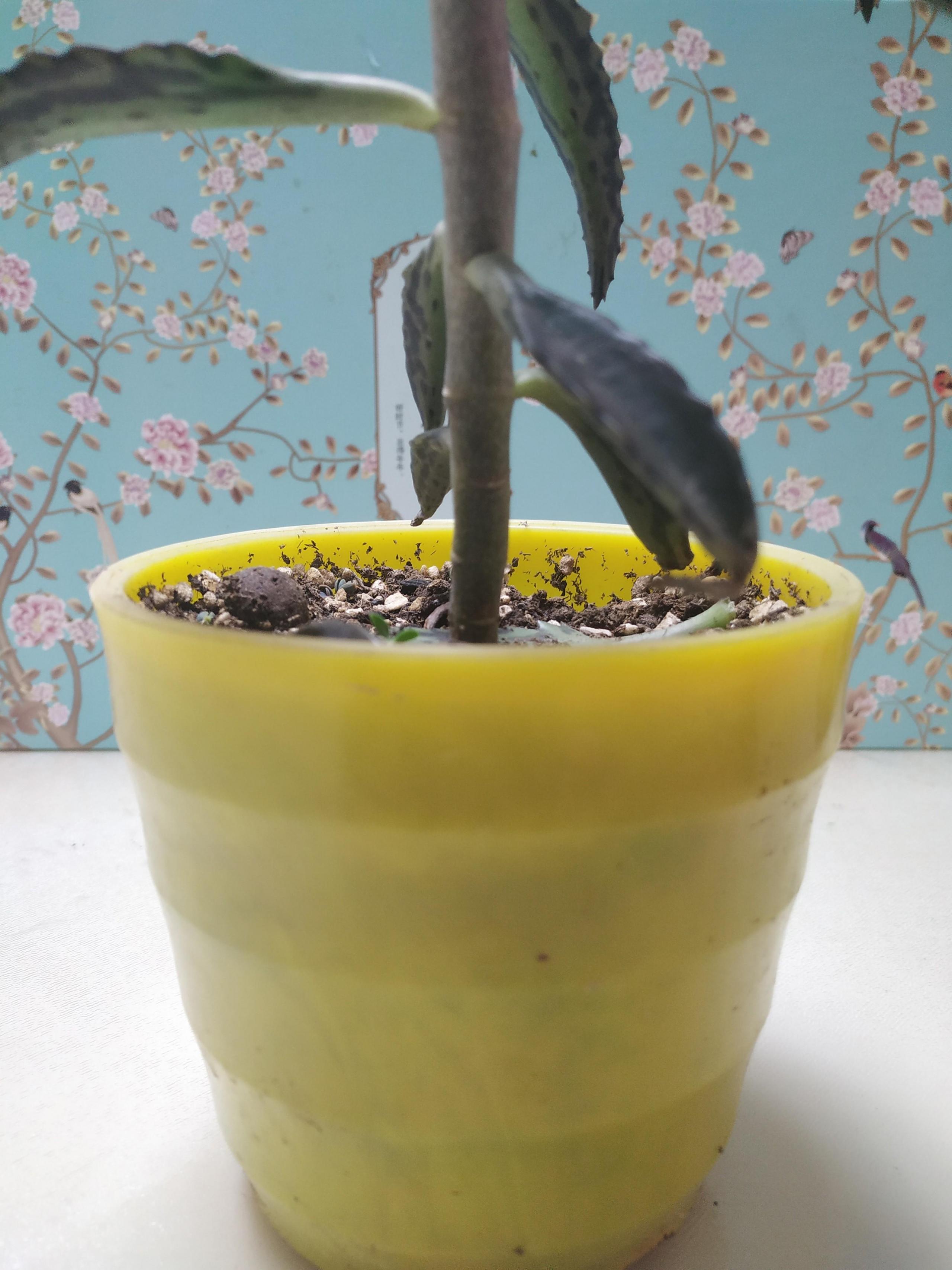 落地生根的繁殖方法，落地生根扦插方法?