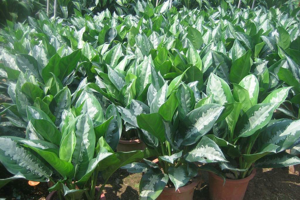 粗肋草的扦插繁殖，粗肋草品種?