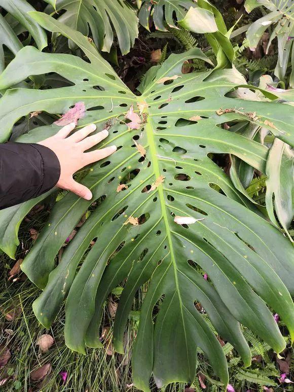 長(cháng)壽花施肥方法，用什么肥好，長(cháng)壽花用什么肥好什么時(shí)候施肥合適?