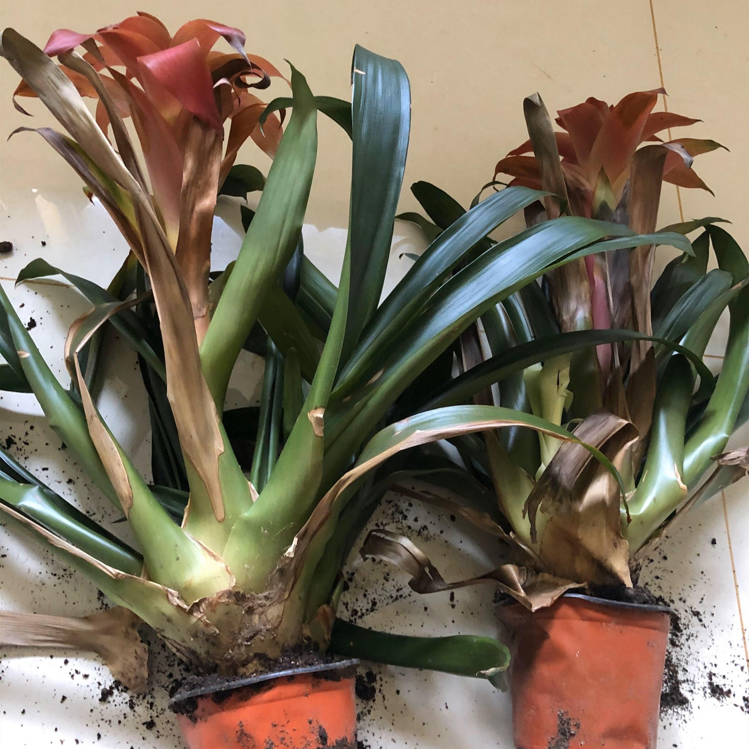 鴻運當頭怎么修剪，鴻運當頭用什么肥料最好?