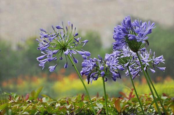 百子蓮的繁殖方式有哪些，百子蓮品種?