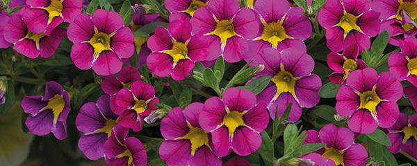 百萬(wàn)小鈴的摘心方法，百萬(wàn)小鈴摘心?