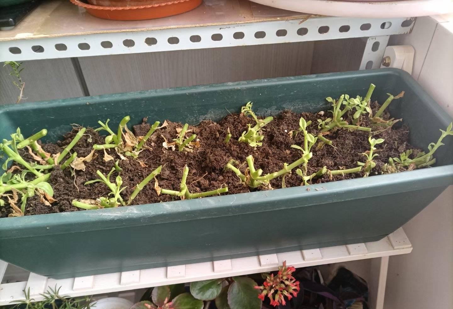 水培牡丹吊蘭的養殖方法和注意事項，水培會(huì )不會(huì )開(kāi)花，牡丹花可以用水養嗎?