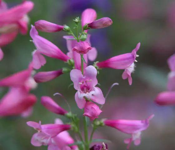 釣鐘柳的繁殖方法詳解，釣鐘柳圖片?