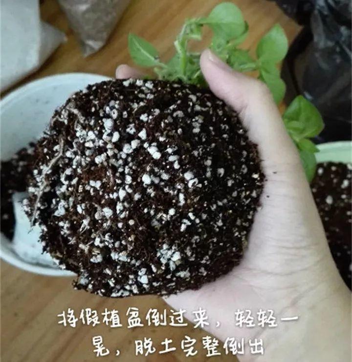 矮牽牛在什么季節開(kāi)花，矮牽牛開(kāi)花后要打頂嗎?