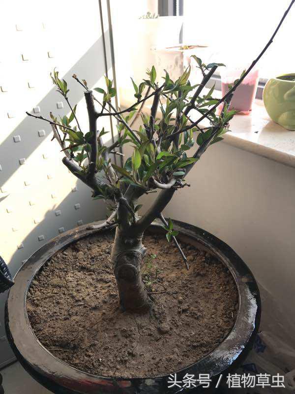 垂枝海棠什么時(shí)候開(kāi)花，垂枝海棠和垂絲海棠?