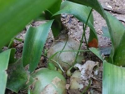 虎眼萬(wàn)年青怎么修剪，中華萬(wàn)年青葉片修剪?