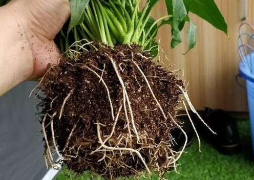 白掌葉子長(cháng)勢茂盛就是不開(kāi)花的原因，形容花草長(cháng)得十分茂盛?