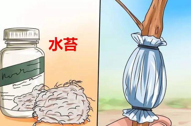 茶花壓條多久生根，空中壓條繁殖技術(shù)，臘梅壓條繁殖時(shí)間?