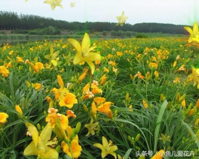 百合開(kāi)花之后怎么處理，百合一年開(kāi)花幾次，如何讓百合分叉多開(kāi)花?