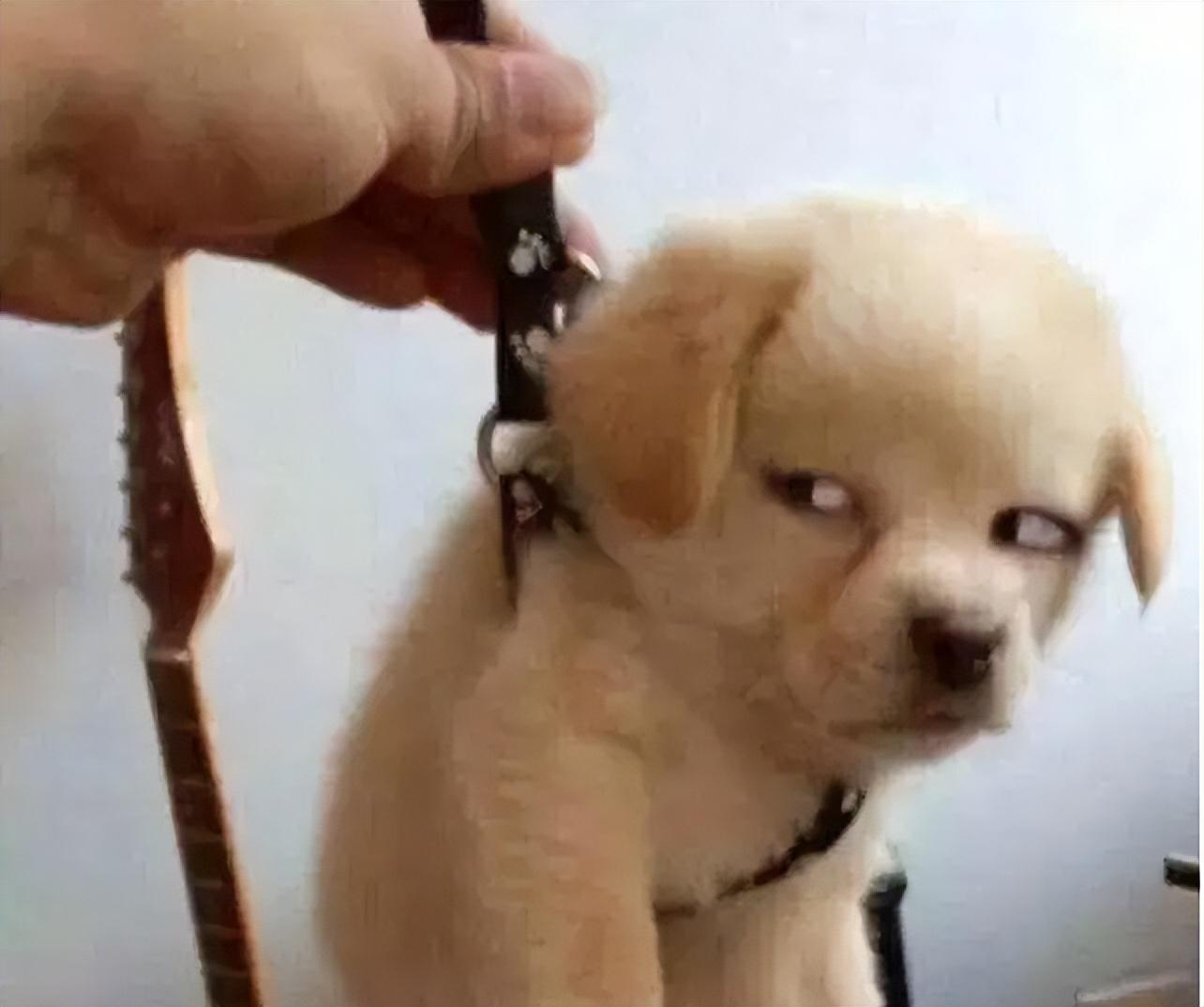 狗狗討厭主人的表現有哪些(狗狗為什么討厭主人)