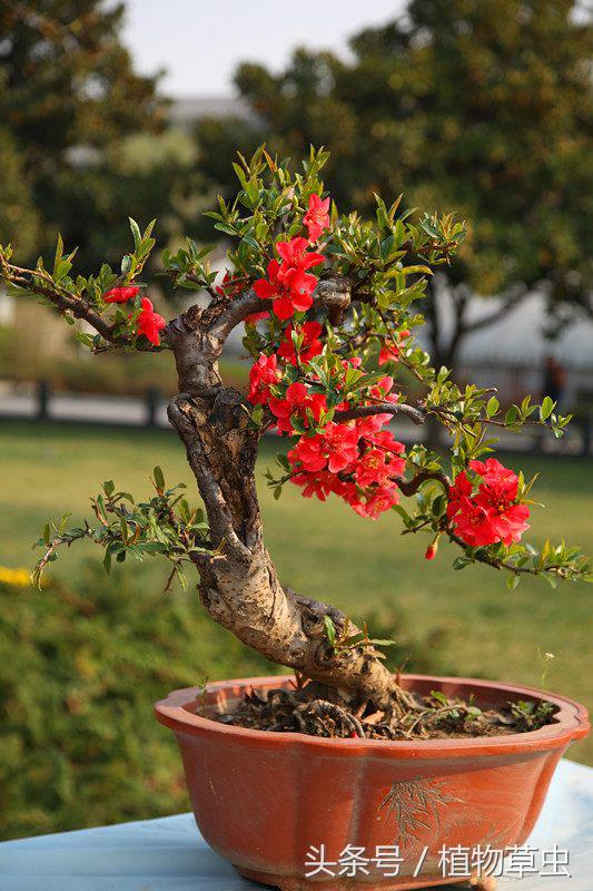 垂枝海棠什么時(shí)候開(kāi)花，垂枝海棠和垂絲海棠?