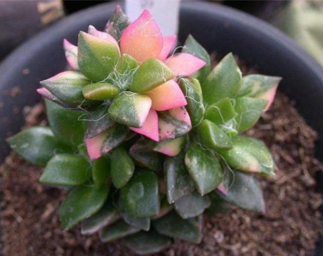 春夢(mèng)殿錦徒長(cháng)了怎么辦，春夢(mèng)殿錦葉片發(fā)軟?