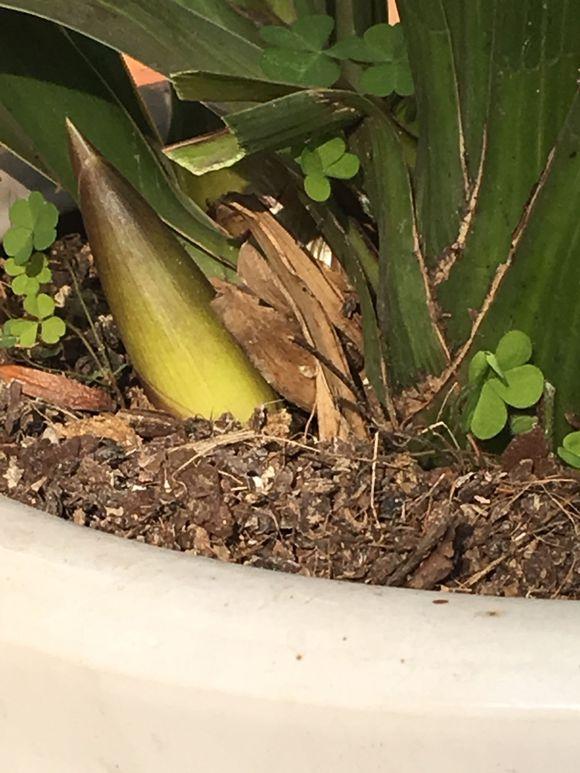 大花蕙蘭出花苞后如何管理，有花苞了怎么澆水，花在開(kāi)花期如何澆水?