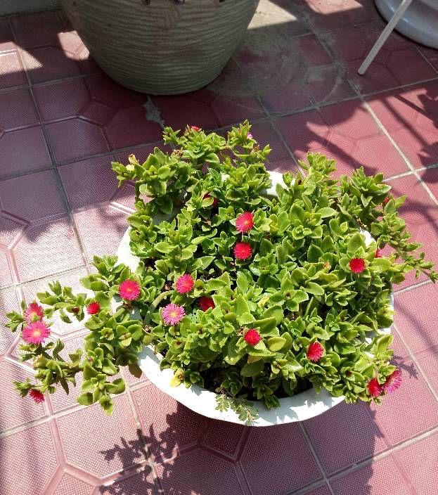 水培牡丹吊蘭的養殖方法和注意事項，水培會(huì )不會(huì )開(kāi)花，牡丹花可以用水養嗎?