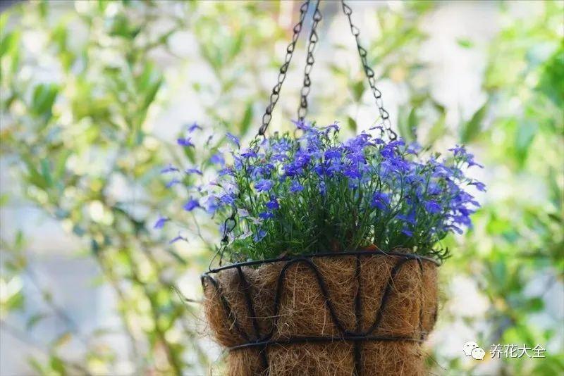 百萬(wàn)小鈴的繁殖方法，什么時(shí)候扦插，金魚(yú)吊蘭的扦插方法和注意事項?