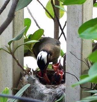 白頭翁的繁殖方法，白頭翁怎么分公母?