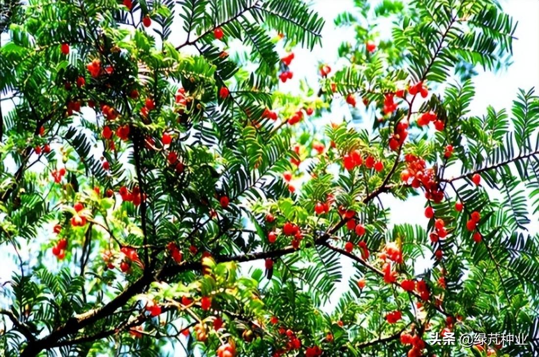 紅豆杉怎么換盆，紅豆杉移栽最佳時(shí)間?