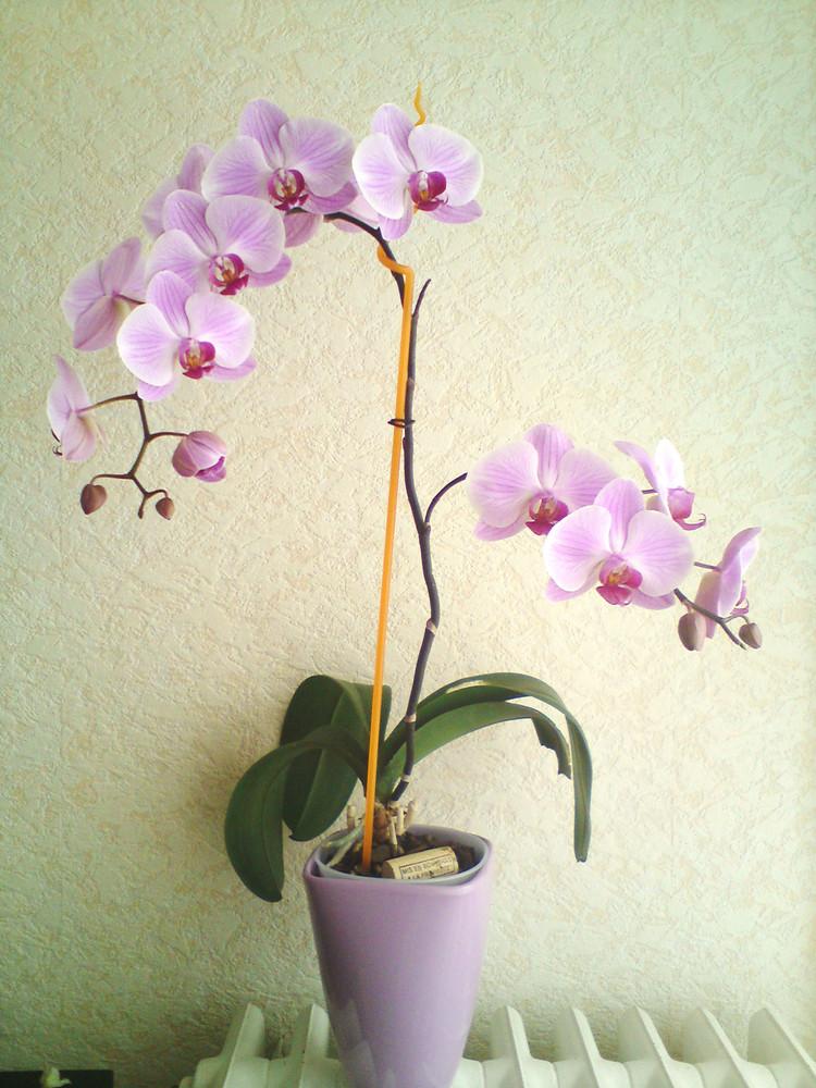 不夜城的分株繁殖，蝴蝶蘭是怎么繁殖的?