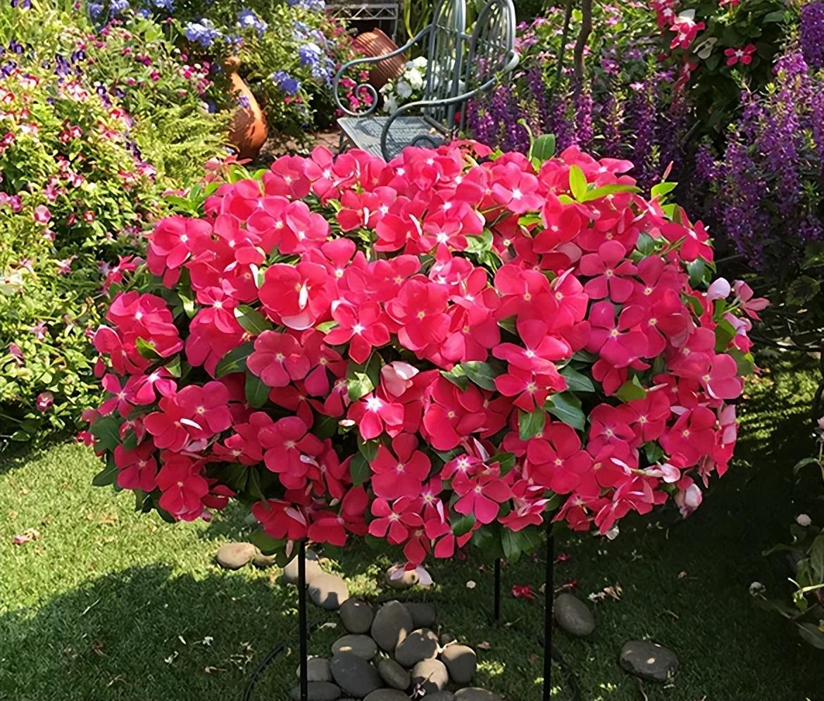 百萬(wàn)小鈴什么時(shí)候開(kāi)花，小木槿要多大花盆栽?