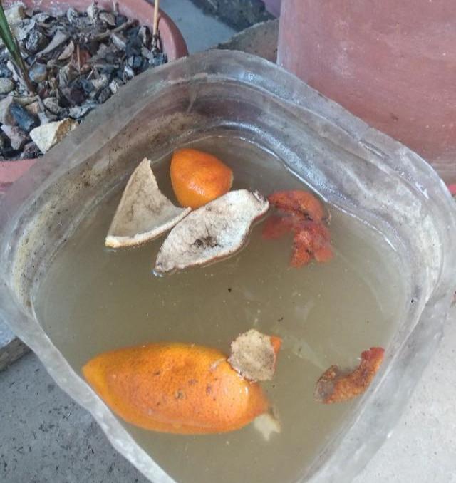 茶花施肥用什么肥料，茶花施肥過(guò)多怎么辦，種茶花用什么肥料最好?