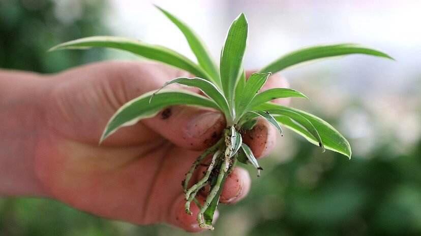 吊蘭冬天怎么過(guò)冬，金邊吊蘭冬天會(huì )凍死嗎?