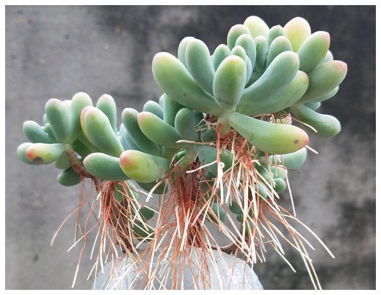 不夜城的分株繁殖，蝴蝶蘭是怎么繁殖的?