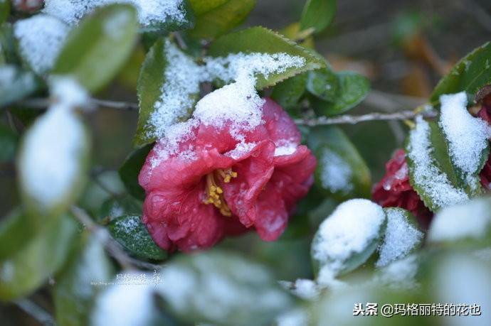 如何使茶梅在圣誕開(kāi)花，茶梅開(kāi)白花怎么辦?