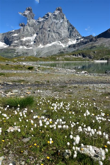 羊胡子草，屬于莎草科植物，可入藥