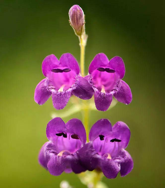 釣鐘柳的繁殖方法詳解，釣鐘柳圖片?