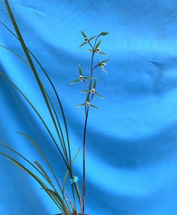 寒蘭怎么施肥，細葉寒蘭?