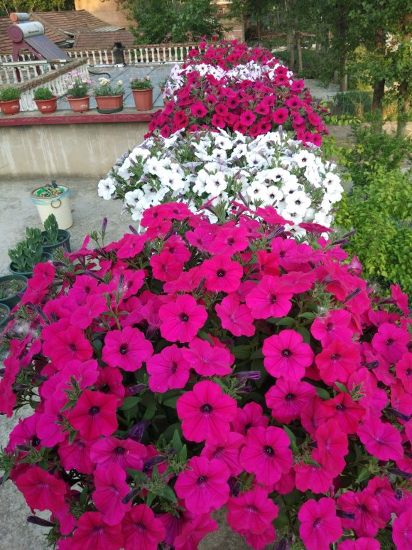 百萬(wàn)小鈴的扦插方法，小木槿扦插多久生根?