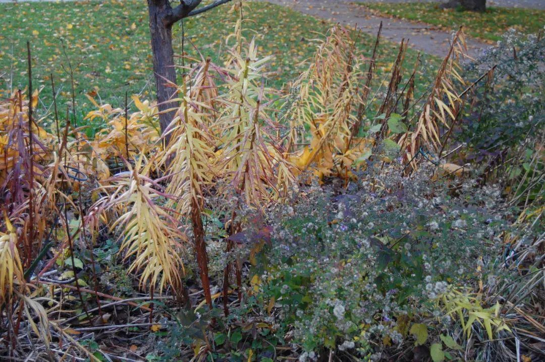 百合施肥方法，用什么肥好，發(fā)酵好的雞糞怎么施肥?