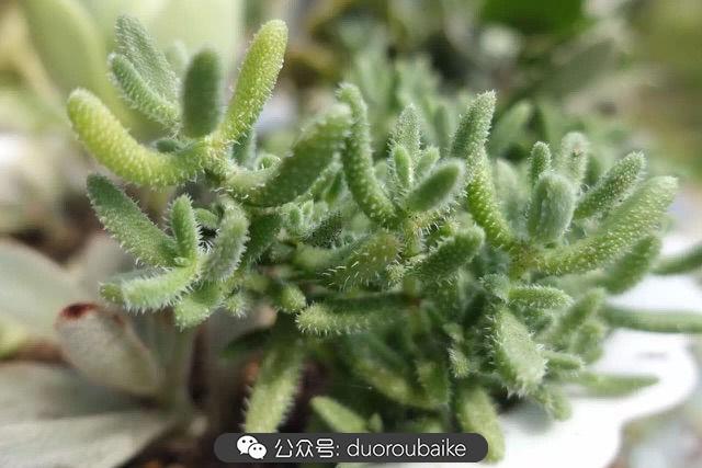 多肉白鳥(niǎo)怎么施肥，白鳥(niǎo)多肉爆盆?