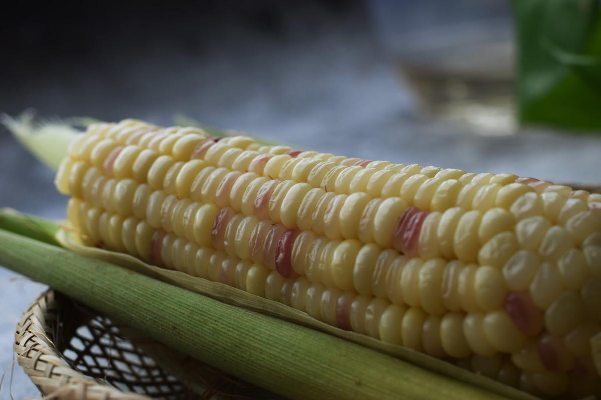 狗狗吃了生玉米怎么辦(狗狗玉米能吃么)