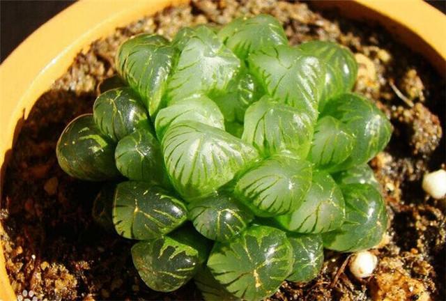 冰燈玉露怎么澆水，多肉冰燈玉露怎么養?