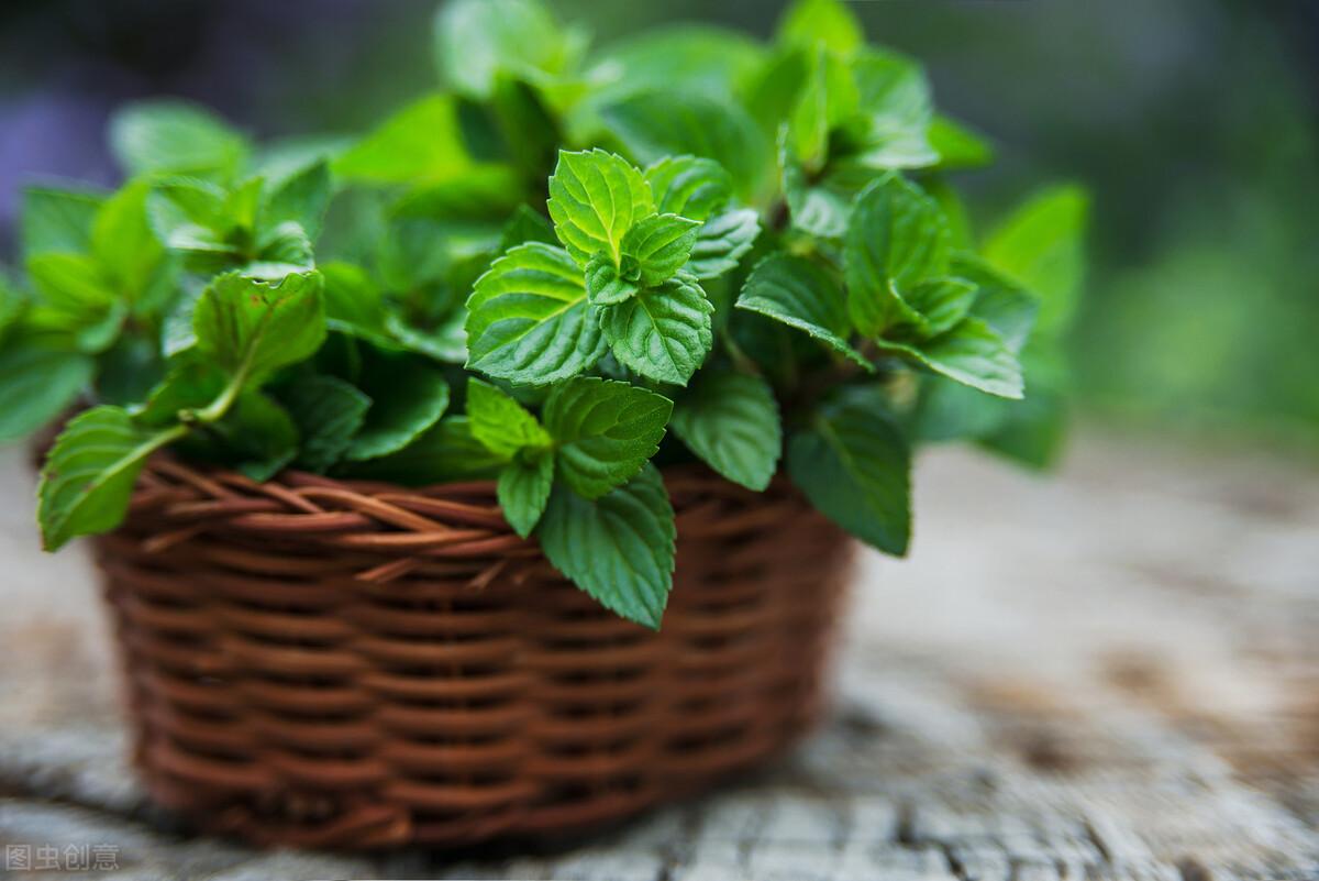 薄荷分株繁殖方法，薄荷自己會(huì )分株嗎，多肉植物的扦插方法?