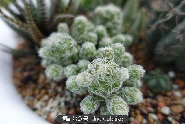 多肉白鳥(niǎo)怎么施肥，白鳥(niǎo)多肉爆盆?