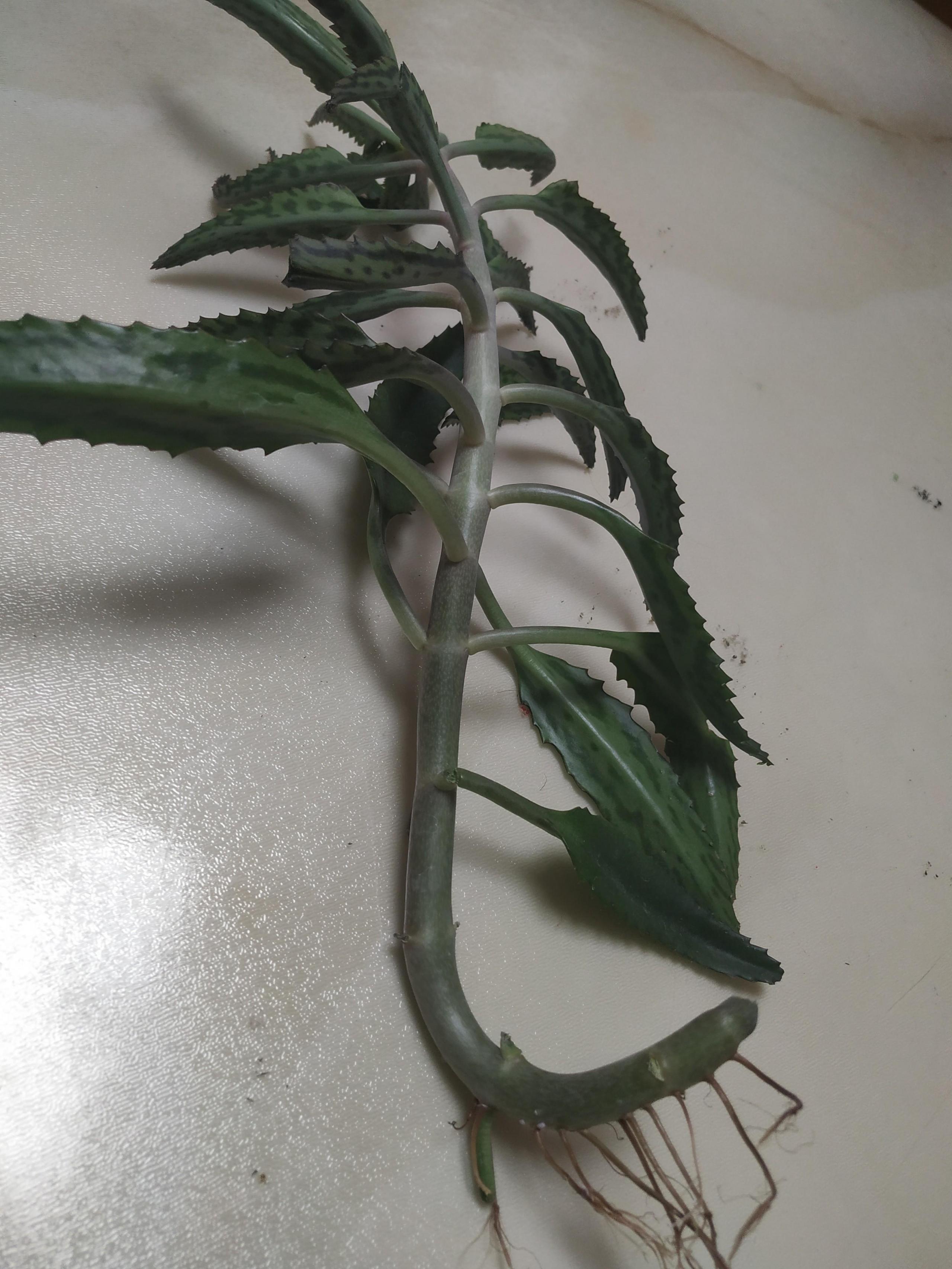 落地生根的繁殖方法，落地生根扦插方法?