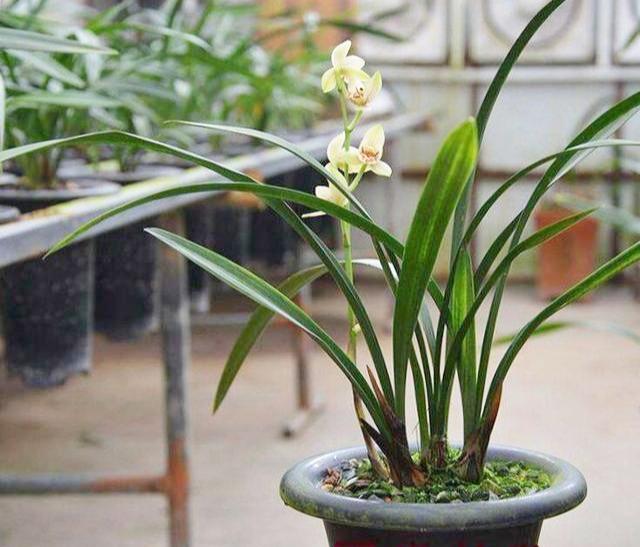 春蘭怎么施肥，春蘭施什么肥比較好?