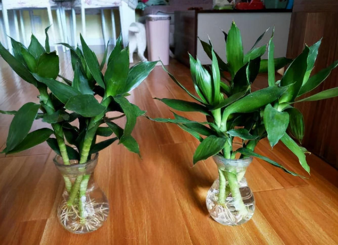 富貴竹施肥方法，用什么肥好，富貴竹怎么水養才旺盛?