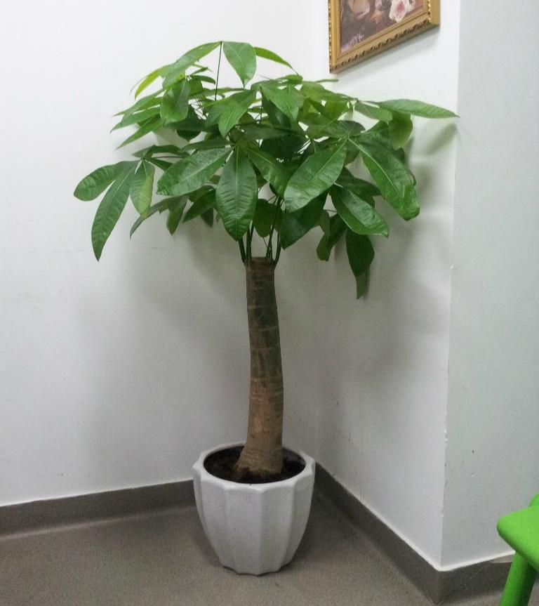 不夜城的分株繁殖，蝴蝶蘭是怎么繁殖的?