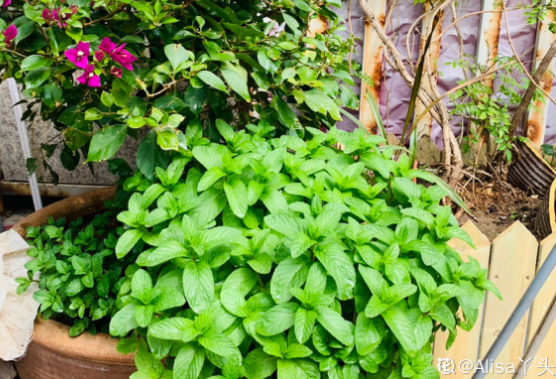 百萬(wàn)小鈴的繁殖方法，什么時(shí)候扦插，發(fā)財樹(shù)什么時(shí)候扦插好?