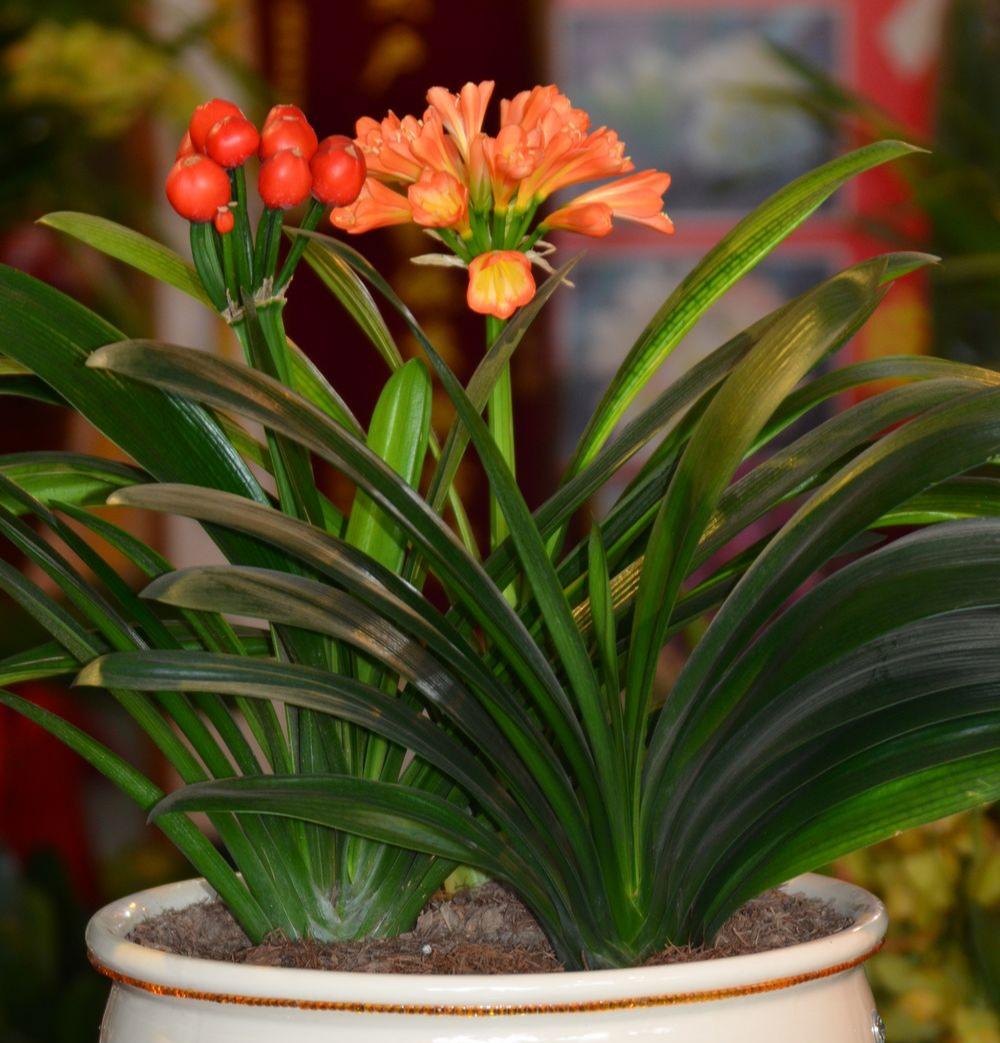 不夜城的分株繁殖，蝴蝶蘭是怎么繁殖的?